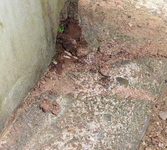 蟻道の一部を壊したところ、シロアリが活発に動いているのを発見しました。